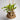 ATSI HANGING PLANTER